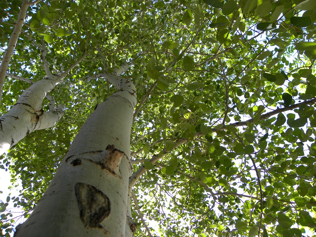 Sonic Encounters Podcast 001 – And What Do The Trees Hear When the Wind Blows?