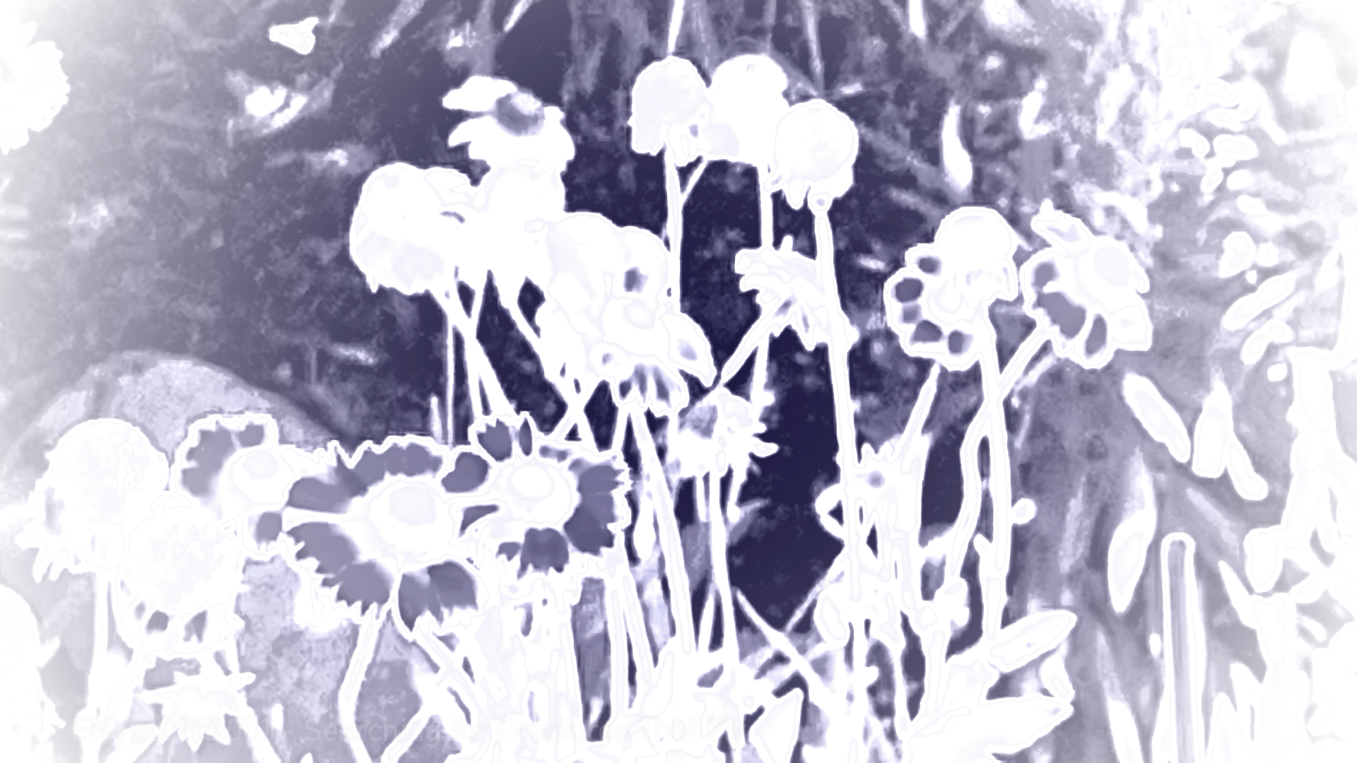 New Short Film: ENVIRONS 001 – Searching for Creatures That Fly